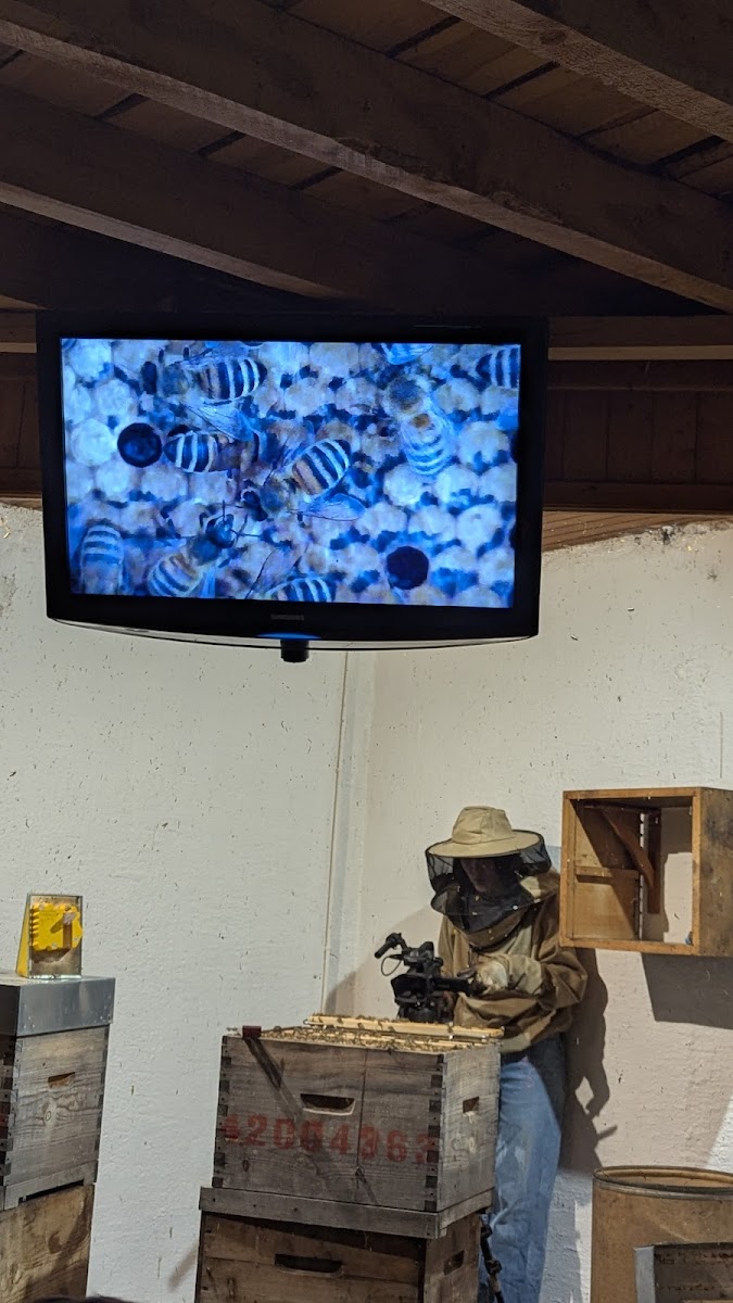 Photo 2 de La Ruche des Puys