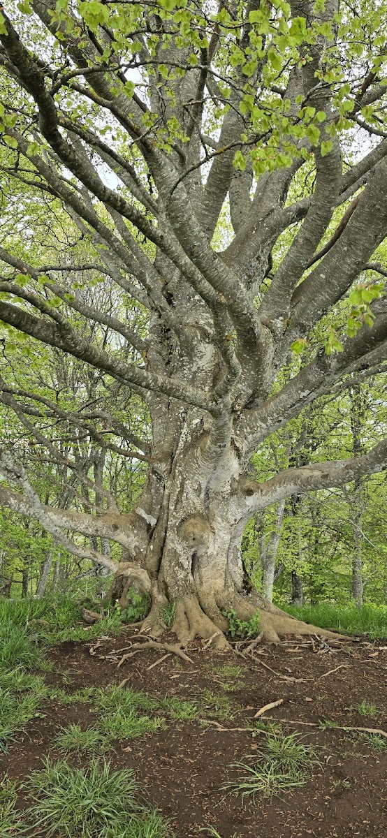 Photo 5 de Rando Puy de Vichatel