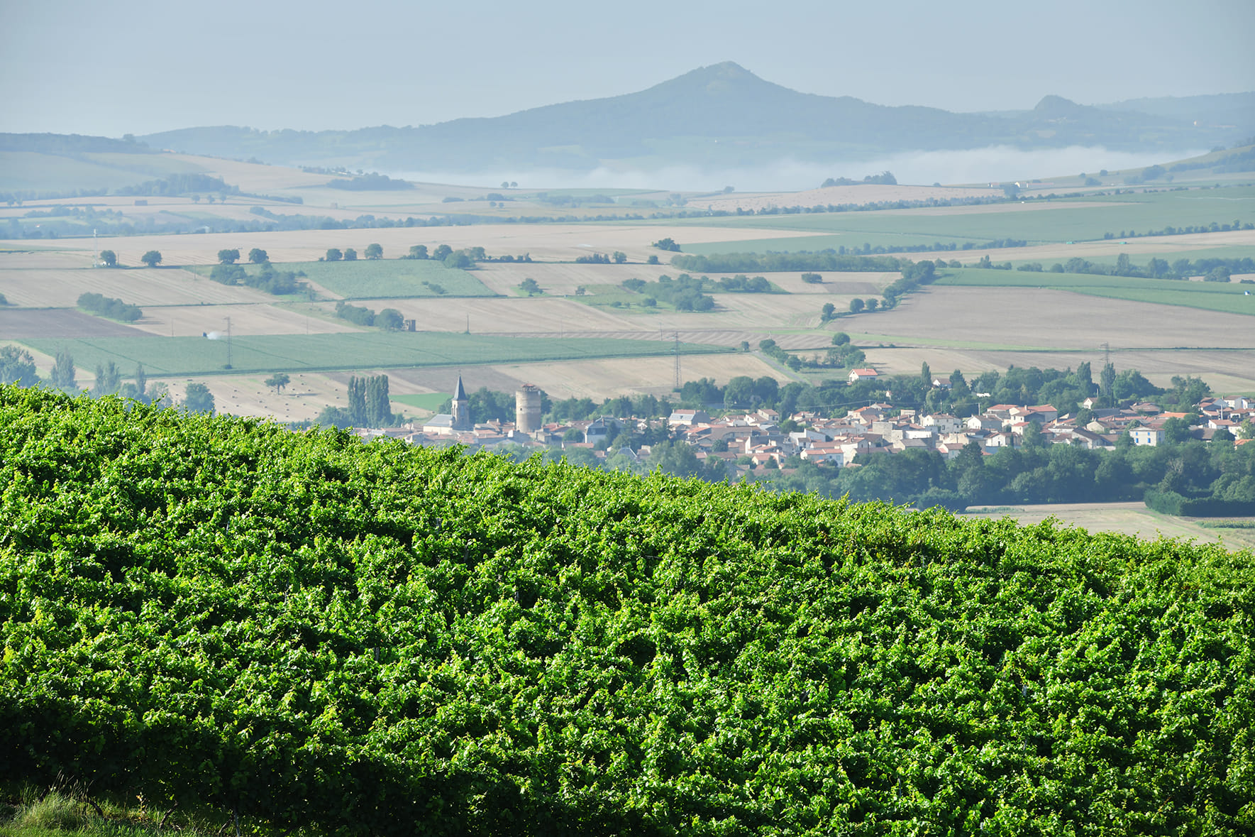 Vignoble Desprat Saint Verny — vue 2, activité à Veyre-Monton (Puy-de-Dôme)